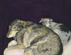 purple dogs